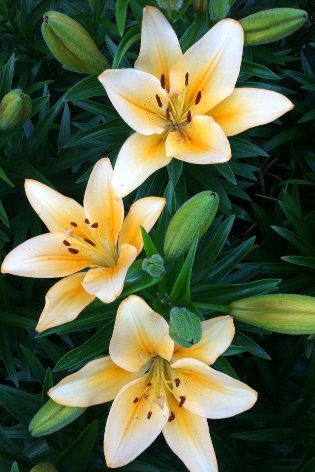 Sunrise Embrace Floral Medley